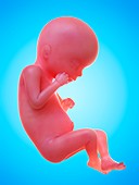 Illustration of a human foetus, week 19