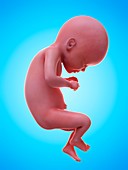 Illustration of a human foetus, week 21