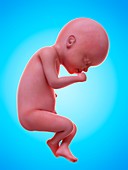 Illustration of a human foetus, week 25