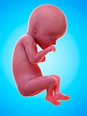 Illustration of a human foetus, week 27