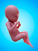 Illustration of a human foetus, week 39