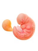 Illustration of a human foetus, week 6
