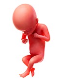 Illustration of a human foetus, week 18