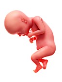 Illustration of a human foetus, week 28
