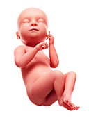 Illustration of a human foetus, week 38
