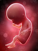 Illustration of a human foetus, week 14