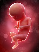 Illustration of a human foetus, week 16