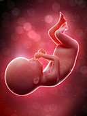 Illustration of a human foetus, week 20