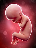 Illustration of a human foetus, week 24