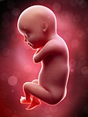Illustration of a human foetus, week 30
