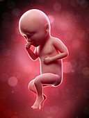 Illustration of a human foetus, week 34