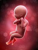 Illustration of a human foetus, week 40