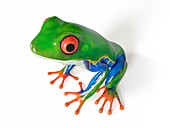 Illustration of a tropical frog