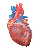 Illustration of a heart with a bypass