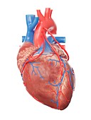 Illustration of a heart with 3 bypasses