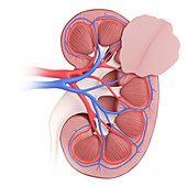 Illustration of kidney cancer