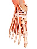Illustration of foot anatomy