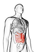 Illustration of a man's small intestine