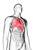 Illustration of a man's lung