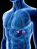 Illustration of a man's adrenal glands