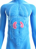 Illustration of a man's kidneys