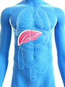 Illustration of a man's liver