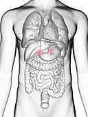 Illustration of a man's adrenal glands