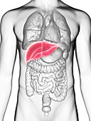 Illustration of a man's liver