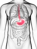 Illustration of a man's stomach