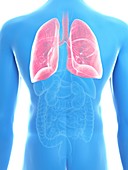 Illustration of a man's lung