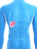 Illustration of a man's spleen