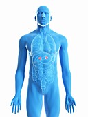 Illustration of a man's adrenal glands