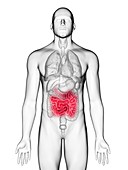 Illustration of a man's small intestine