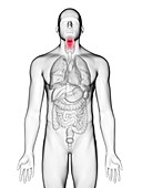 Illustration of a man's larynx