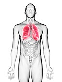 Illustration of a man's lung