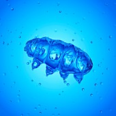 Illustration of a water bear