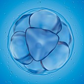 Illustration of a 8 cell egg