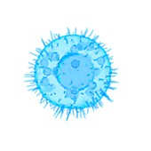 Illustration of a mast cell