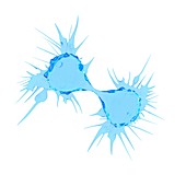 Illustration of a dividing cancer cell