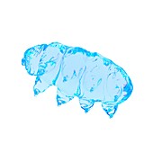 Illustration of a water bear