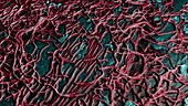 Ebola Virus in 3D