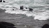 Northern Elephant Seals Mock Fighting