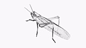 Grasshopper Brain and Nervous System