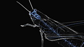 Grasshopper Brain and Nervous System