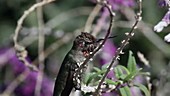 Hummingbird on Mexican Sage