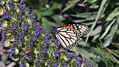 Monarch Butterfly Feeding
