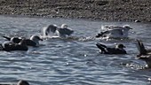 Sea Gulls Bathing
