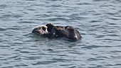 Sea Otter Grooming