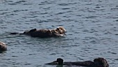 Sea Otters Floating on Back