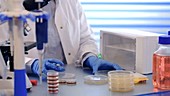 Scientist labelling petri dishes